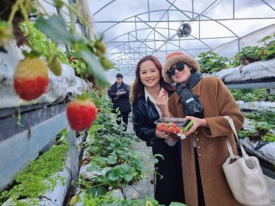 Trải Nghiệm Farm Mayfield – Hái Dâu, Táo và Hồng Giòn Ngọt Ngào