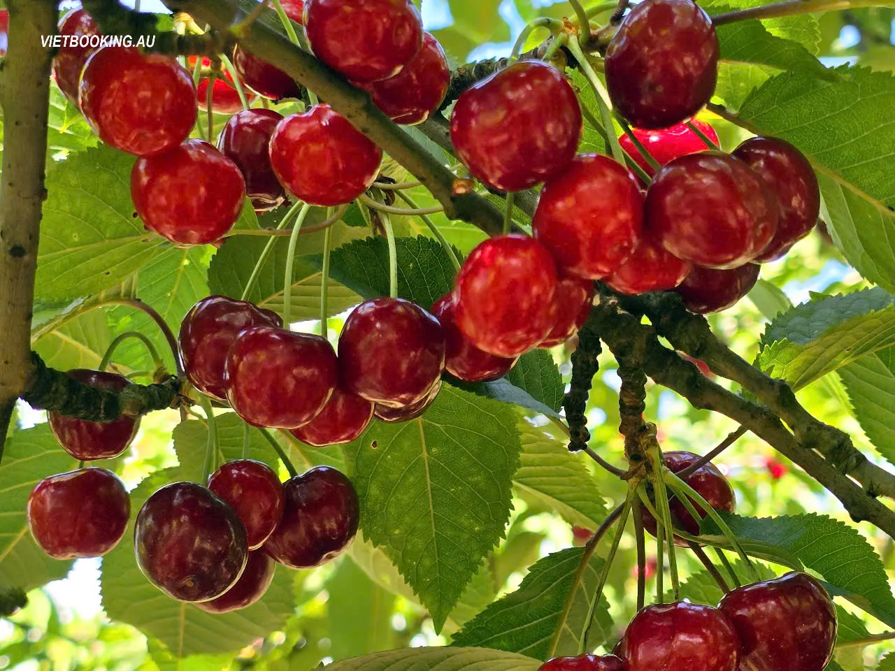 abb360584fa3f5fdacb250-1280x960.webp (193 KB)