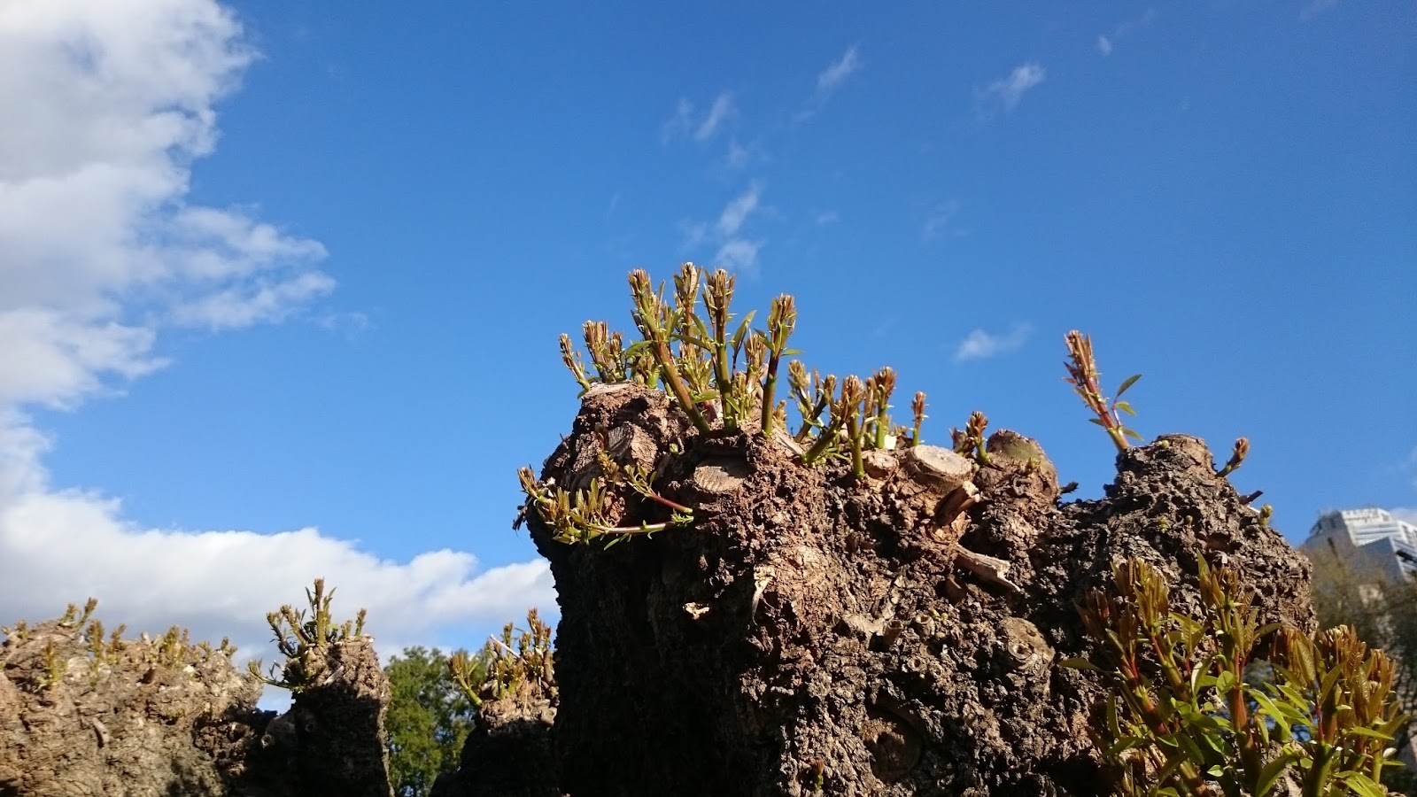 M&ugrave;a xu&acirc;n ở Melbourne