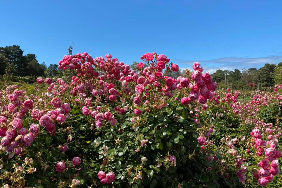 Vườn hồng Werribee