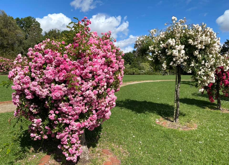 Vườn hồng Werribee