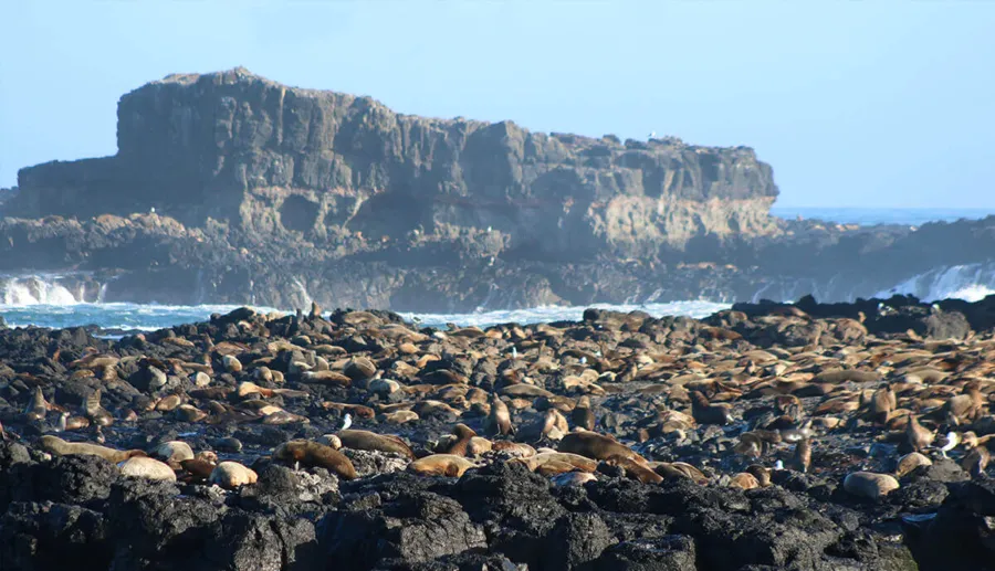 item image 482 album của tour Đảo Phillip - chim cánh cụt - Hải cẩu