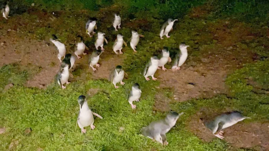 item image 502 album của tour Đảo Phillip - chim cánh cụt - Hải cẩu