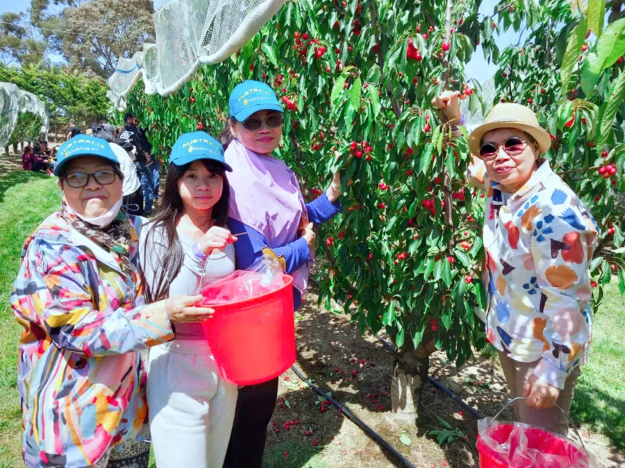 item image 515 album của tour Nông trang Yarra valley và tàu cổ Puffing Billing