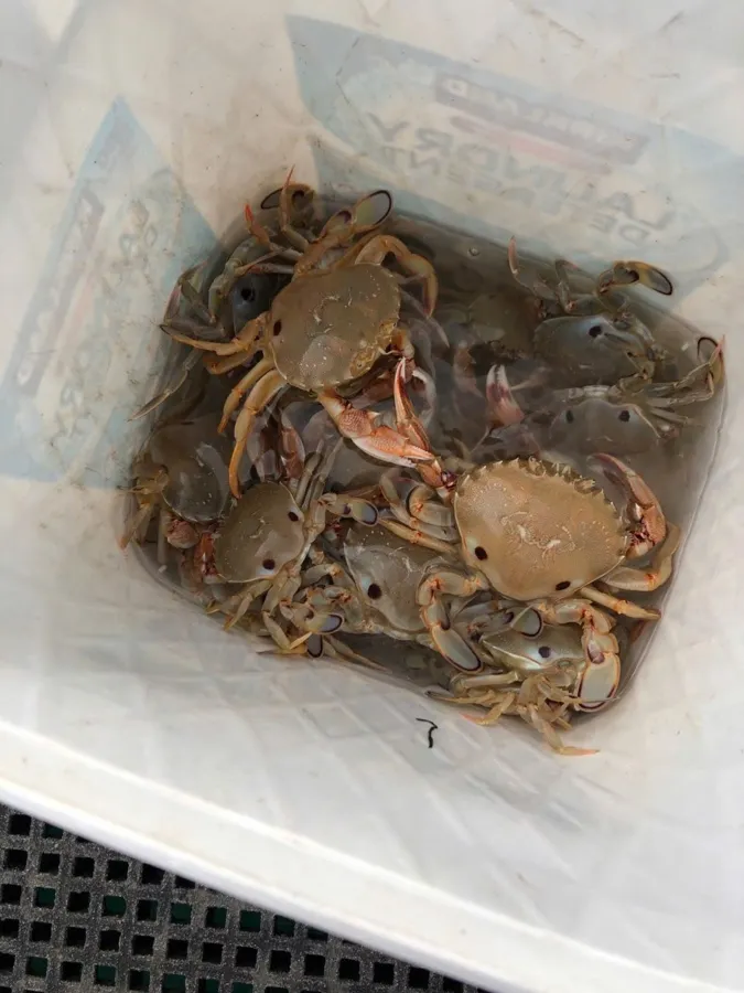 item image 535 album của tour Lake Entrance - Bắt ghẹ vớt tôm