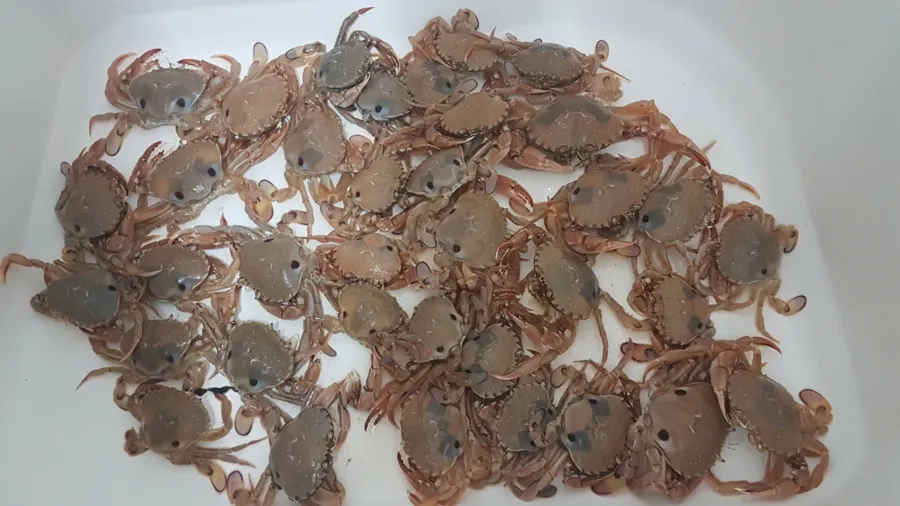 item image 531 album của tour Lake Entrance - Bắt ghẹ vớt tôm