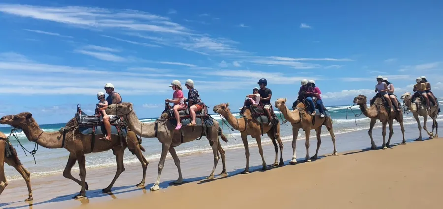 item image 646 album của tour Ngắm cá heo - Cưỡi Lạc đà - Nelson Bay