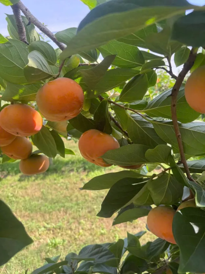 item image 679 album của tour Lá mùa thu Mayfield