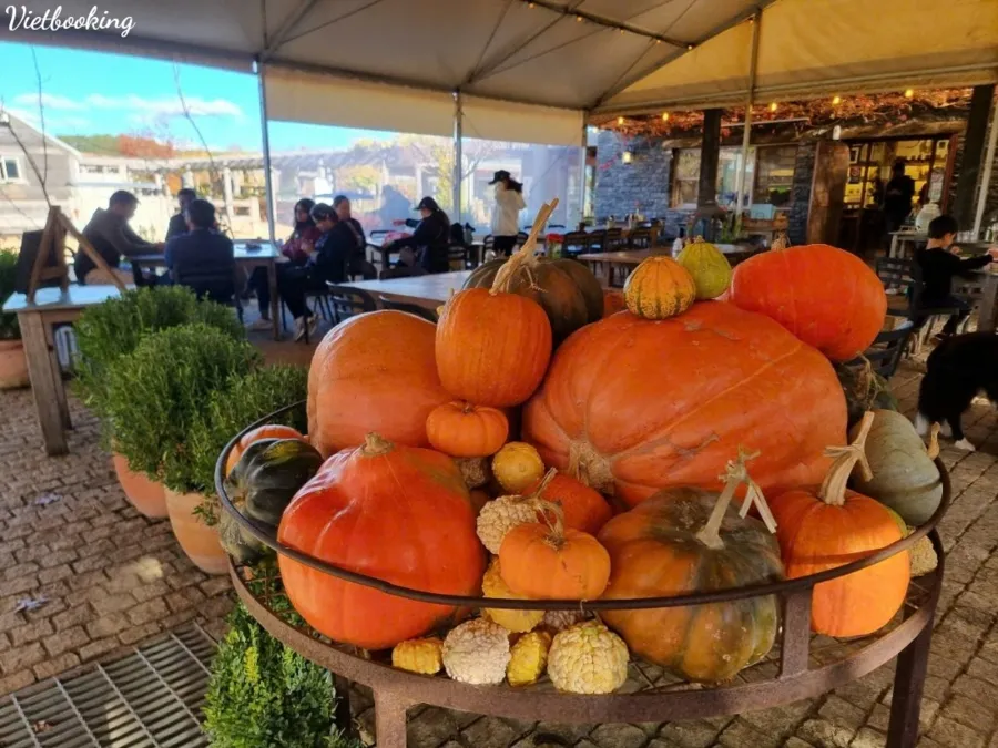 item image 676 album của tour Lá mùa thu Mayfield