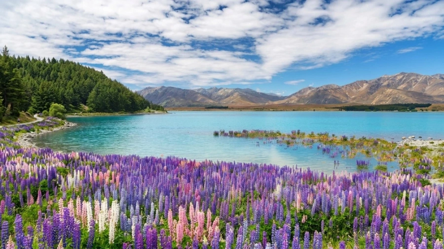 item image 1118 album của tour Queenstown - New Zealand